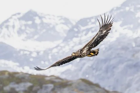 White Tailed Eagle flying In front of fjord mountains Stock Photos