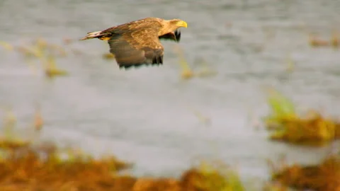 White tailed eagle flying low over a lake Stock Footage 336994961