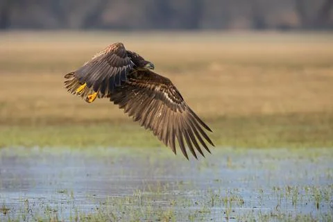 White-tailed eagle flying low over the marsh in spring Stock Photos