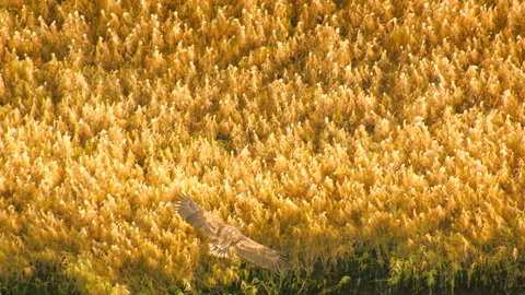 White tailed eagle flying over reed bed aerial view Stock Footage 336996570