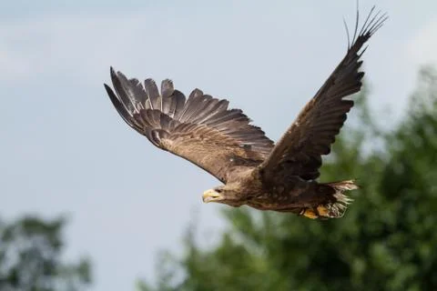 White-Tailed Eagle flying Stock Photos