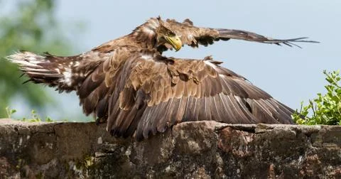 White-Tailed Eagle flying Stock Photos