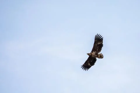 White Tailed Eagle flying in the sky in Lofoten, Norway, copy space Stock Photos