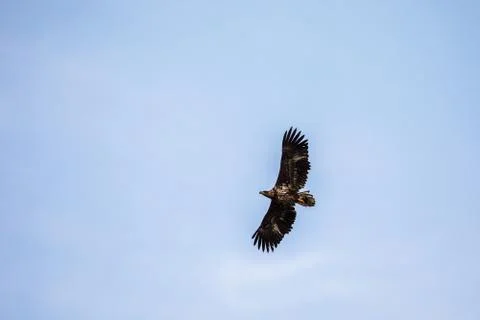 White Tailed Eagle flying in the sky in Lofoten, Norway, copy space Stock Photos