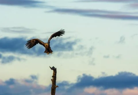 White Tailed Eagle flying towards tree top Stock Photos