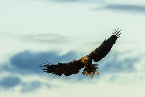 White Tailed Eagle flying with wings spread Stock-Fotos
