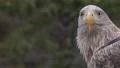 White Tailed Eagle HD Footage