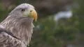White Tailed Eagle HD 影片