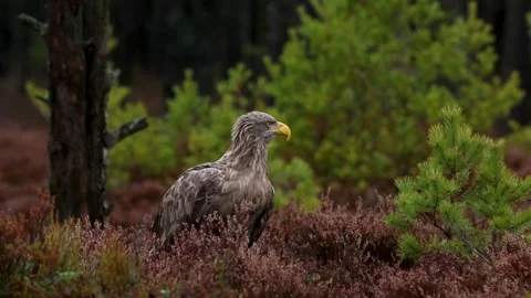 White-tailed eagle Vidéo 146237393