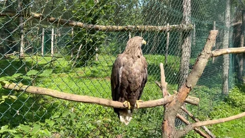 White-tailed eagle Stock Footage 247342533