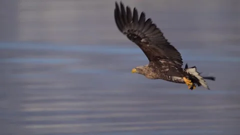 White Tailed Eagle Gliding Above Frozen Waters Telephoto Lens 4k Footage Stock Footage 338267058