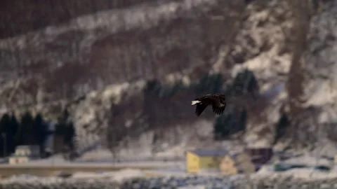 White Tailed Eagle Gliding over Icy Coastal Waters in 4k Telephoto Shot Stock-Footage 338267013