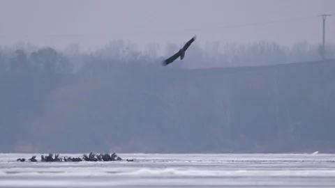 White-tailed eagle (Haliaeetus albicilla) hunting birds Vídeo Stock 87195802