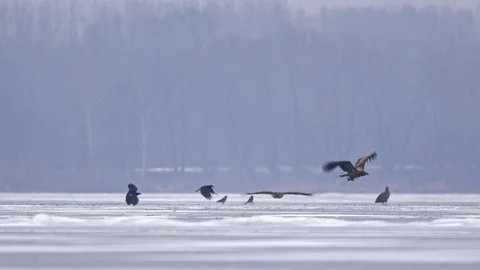 White-tailed eagle (Haliaeetus albicilla) with prey at frozen lake Stock-Footage 87196067