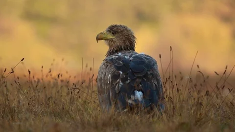 White tailed eagle (Haliaeetus albicilla). Stock Footage 99698422