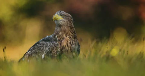 White Tailed Eagle ( Haliaeetus Albicilla ). Autumn scenery. Stock Footage 217353347