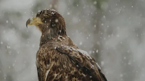 The White Tailed Eagle (Haliaeetus Albicilla) In Beautiful Winter Snowfall Video stock 257568561