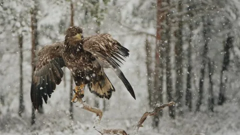 The White Tailed Eagle (Haliaeetus Albicilla) In Beautiful Winter Snowfall Stock Footage 257568629