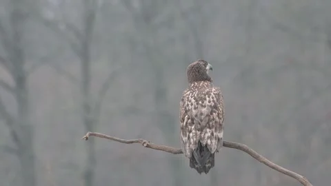 White-tailed eagle Haliaeetus albicilla wildlife prey nature predator beautiful Stock Footage 295677230