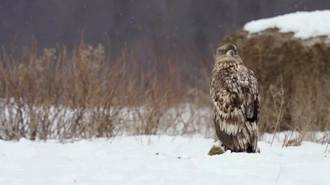 White-tailed eagle, Haliaeetus albicilla, on the ground in winter. Stock Footage 296798344