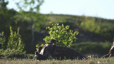 White tailed eagle Haliaeetus albicilla in the wild Stock-Footage 313243113