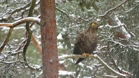 A white-tailed eagle, Haliaeetus albicilla, sits on a branch in a snowy forest. Stock Footage 313402155