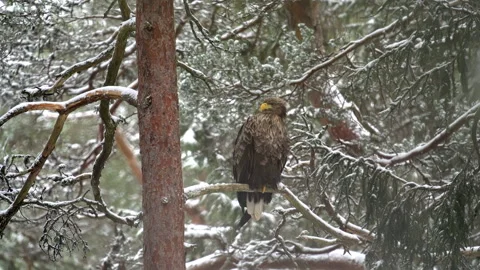 A white-tailed eagle, Haliaeetus albicilla, sits on a branch in a snowy forest Stock Footage 313402256