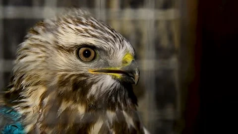 White-tailed eagle (Haliaeetus albicilla) in an aviary. Stock Footage 320997449