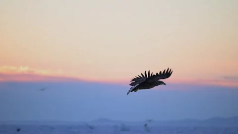 White Tailed Eagle Haliaeetus Albicilla Gliding over Hokkaido Telephoto Vidéo 338267028