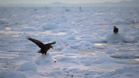 White Tailed Eagle Haliaeetus Albicilla Feeding on Ice Floe Telephoto 4k Stock-Footage 338267039