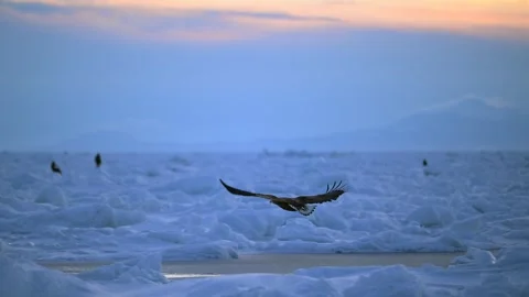 White Tailed Eagle Haliaeetus Albicilla Flying over Hokkaido Ice Floes 4k Stock Footage 338267052