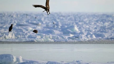 White Tailed Eagle Haliaeetus Albicilla Flying over Hokkaido Ice 4k Stock Footage 338267065