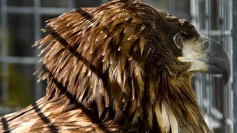 White-tailed eagle (Haliaeetus albicilla) in an aviary. Vídeo Stock 339766206