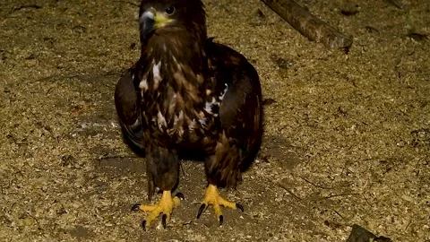 White-tailed eagle (Haliaeetus albicilla) in an aviary. Video stock 340065325