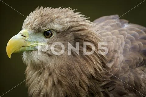 White-tailed  eagle (Haliaeetus albicilla) Stock Photos