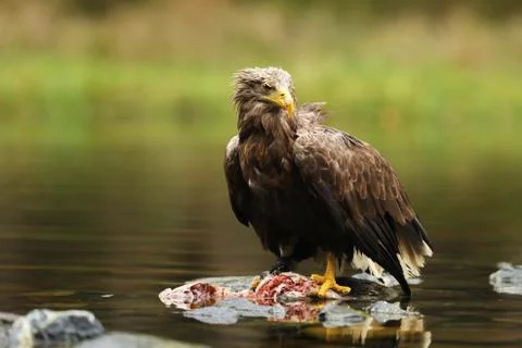 White-tailed Eagle, Haliaeetus albicilla, with killed fish in the water Stock Photos