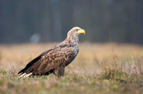 White tailed Eagle (Haliaeetus albicilla) Stock Photos