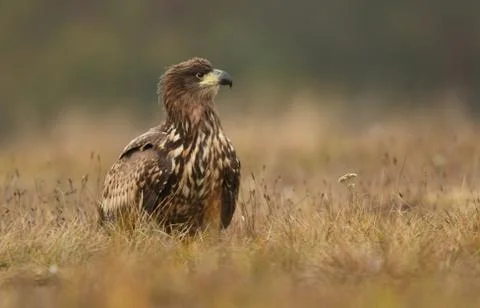 White tailed eagle (Haliaeetus albicilla) Foto stock