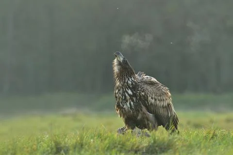 White -tailed eagle Haliaeetus albicilla bird wild northern sparrowhawk wildl Stock Photos