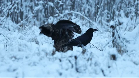 White-tailed eagle harassed by ravens while feeding Stock Footage 105632506