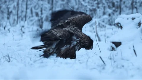White-tailed eagle harassed by ravens while eating Stock Footage 105632719