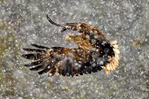 White-tailed eagle in heavy snowfall Stock-Fotos