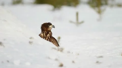 White-tailed eagle hides behind a snowy hill Stock Footage 10572162