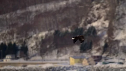 White-Tailed Eagle Hunting Fish in Hokkaido, Japan Majestic Wildlife Stock-Footage 310834377