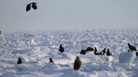 White-Tailed Eagle Hunting Fish in Hokkaido, Japan Majestic Wildlife Stock-Footage 310834386