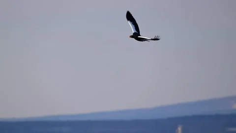 White-Tailed Eagle Hunting Fish in Hokkaido, Japan Majestic Wildlife Stock-Footage 310834412
