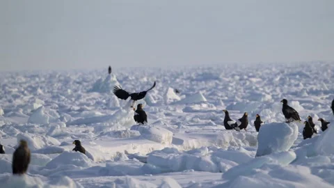 White-Tailed Eagle Hunting Fish in Hokkaido, Japan Majestic Wildlife Stock-Footage 310834446