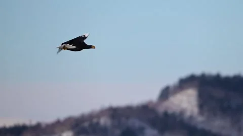 White-Tailed Eagle Hunting Fish in Hokkaido, Japan Majestic Wildlife Stock-Footage 310834479