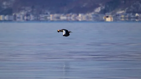 White-Tailed Eagle Hunting Fish in Hokkaido, Japan Majestic Wildlife Stock-Footage 310834690