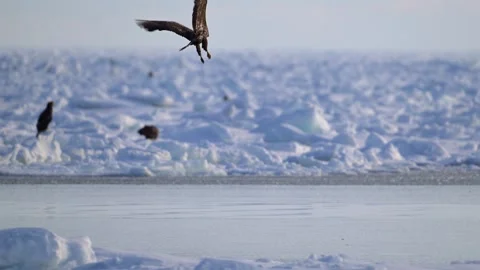 White-Tailed Eagle Hunting Fish in Hokkaido, Japan Majestic Wildlife Stock-Footage 310834845